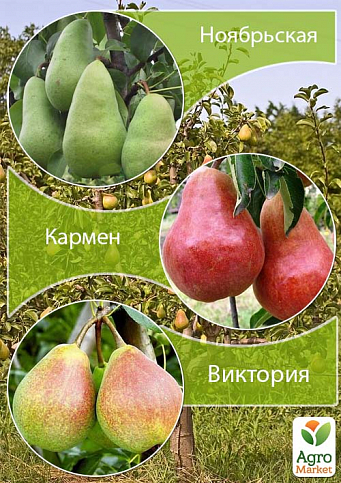 Дерево-сад Груша "Ноябрьская+Кармен+Виктория" 