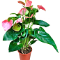 Антуриум (Anthurium) "Sweet Dream"