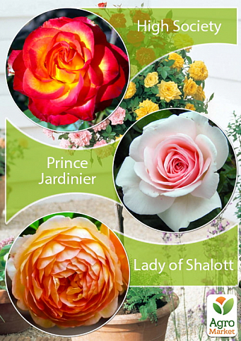 Окулянты Розы на штамбе Триколор «Prince Jardinier+High Society+Lady of Shalott»