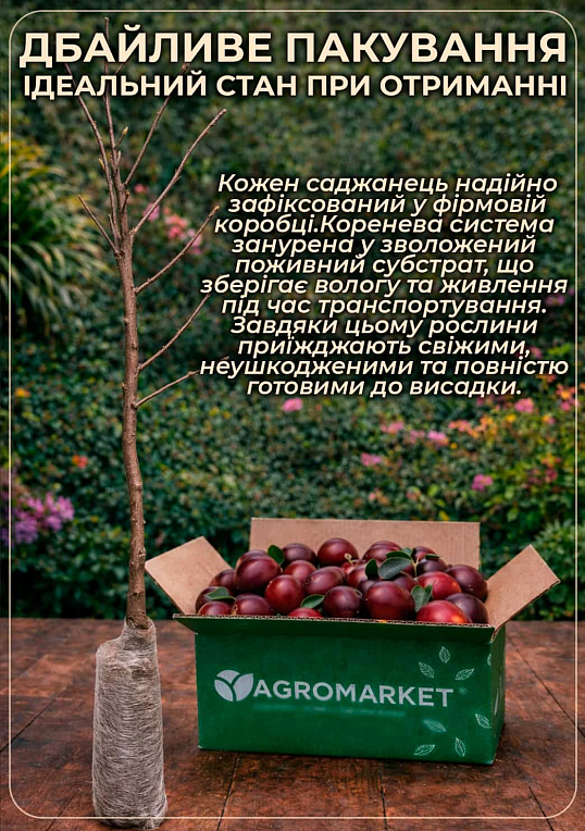 Алыча-Абрикосовый гибрид "Черрикос" (с легким ароматом клубники) - фото 4