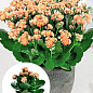 Каланхоэ Блоссфельда "Coral" (Kalanchoe Blossfeldiana) (Нидерланды)