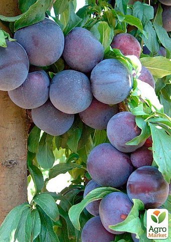 Слива диплоидная "Блэк Амбер" (высокоурожайный, крупноплодный сорт) - фото 4