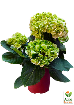 LMTD Гортензия крупнолистная цветущая 3-х летняя "Bella Lime" (25-40см)1