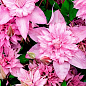 LMTD Клематис 3-х річний "Multi Pink" (висота 60-80 см) купить