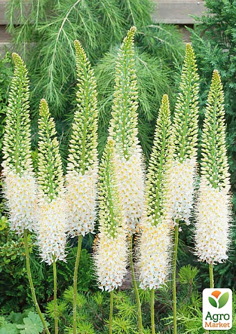 Еремурус "Obelisk" 1шт в упаковці