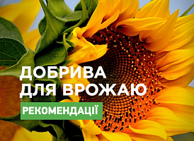 Найкращі мінеральні добрива для соняшника: рейтинг - корисні статті про садівництво від Agro-Market
