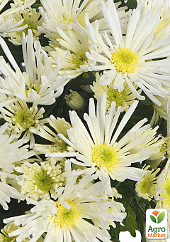 Хризантема кустовая среднецветковая "Hermosa White" 2