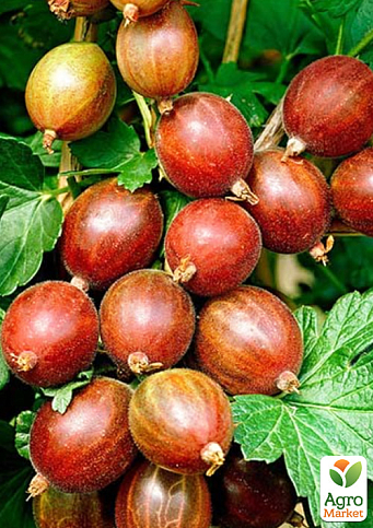 LMTD Крыжовник "Captivator" (сортовой, укорененный) высота 50-70см - фото 3