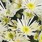 Хризантема кустовая среднецветковая "Hermosa White" 
