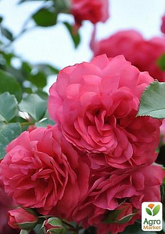 Троянда грунтопокривна "R. Uetersen®"1
