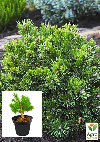 Сосна горная "Клостергрун" ( Pinus mugo "Klostergrun") C2, высота 20-40см