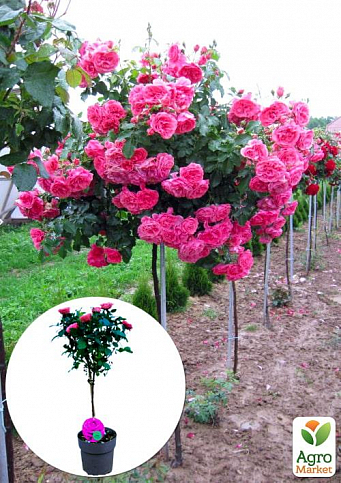 LMTD Роза на штамбе цветущая 3-х летняя "Royal Pink" (укорененный саженец в горшке, высота50-80см)