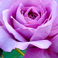Роза чайно-гибридная "Blue Wonder" (саженец класса АА+) высший сорт
