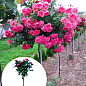 LMTD Роза на штамбе цветущая 3-х летняя "Royal Pink" (укорененный саженец в горшке, высота50-80см)