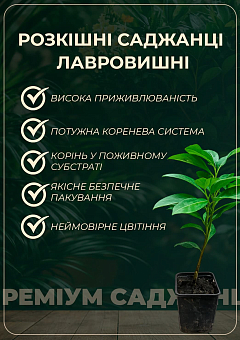 Лавровишня лекарственная 1 год28