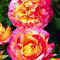 Роза чайно-гибридная "Камиль писсаро" (саженец класса АА+) высший сорт NEW