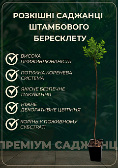 Бересклет на штамбе "Sunspot" (декоративный, морозостойкий сорт)26