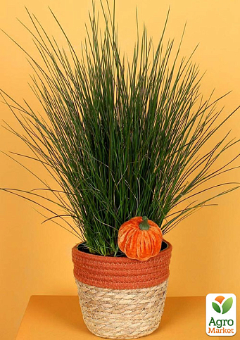 Джункус "Pencil Grass"