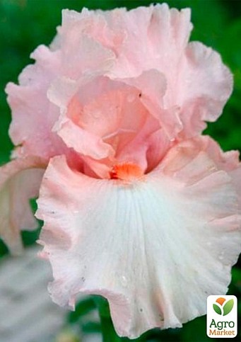 Ирис бородатый крупноцветковый "Austar Pink"   - фото 2