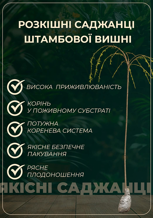 Вишня плакуча на штамбі (вік від 2х років, висота 100-150см) - фото 2