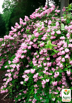 Дейция шершавая "Codsall Pink" 14