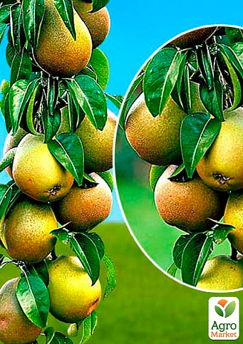 Груша колоновидна "Найт-Верт"