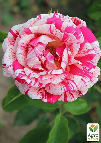 Роза поліантових "Pasazeno"