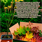 Клен "Бунге" (Acer Truncatum Bunge) вазон Р9 цена