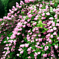Дейция шершавая "Codsall Pink"  купить