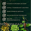 Плектрантус ампельний "Marginatus" купить