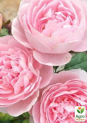 Троянда англійська "Queen of Sweden" (саджанець класу АА+) вищий сорт