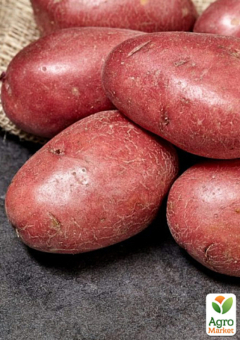 Картофель "Феномен" семенной среднеспелый (1 репродукция) 1кг