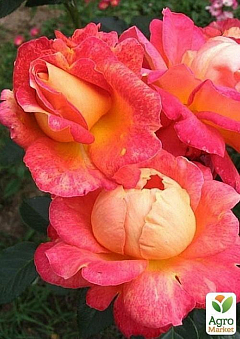 Роза чайно-гибридная "Arlequin" (саженец класса АА+) высший сорт2