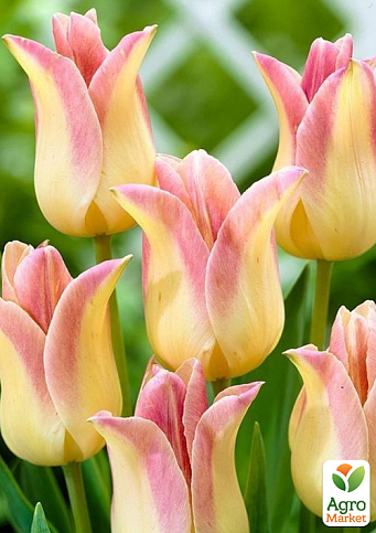 Тюльпан "Elegant Lady" (лилиецветный) - фото 4