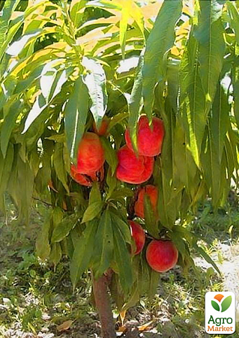 Персик карликовий "Балконелла" (літній сорт)