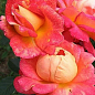 Роза чайно-гибридная "Arlequin" (саженец класса АА+) высший сорт