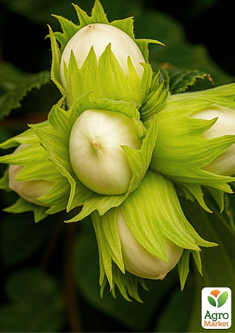 Фундук "Ямхилл" (средний срок созревания, перекрёстное опыление, садить по 2 шт) 