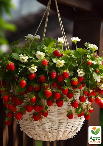 Полуниця Ампельна "Гірлянда" (ремонтантний ранній сорт з великими плодами)