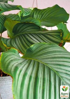 Калатея крупнолистова "Orbifolia" (40-50см)8