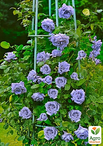 Троянда плетиста "Blue Moon" у контейнері, вищий сорт - фото 2