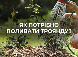 Поради щодо правильного поливу троянд | Agro-market