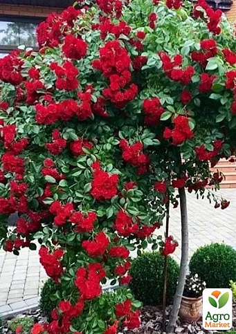 LMTD Роза на штамбе цветущая 3-х летняя "Royal Red" (укорененный саженец в горшке, высота50-80см) - фото 2