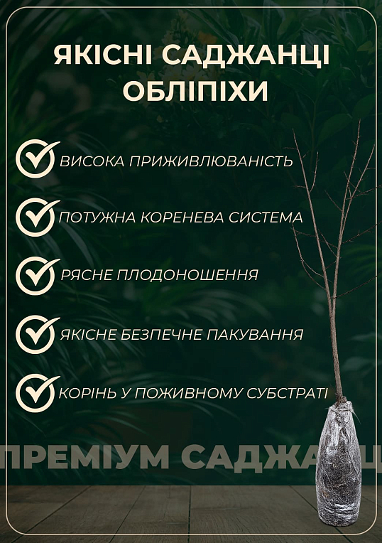 Обліпиха "Чуйська солодка" (хлопчик + дівчинка) комплект 2шт (ранній термін дозрівання) - фото 2