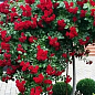 LMTD Роза на штамбе цветущая 3-х летняя "Royal Red" (укорененный саженец в горшке, высота50-80см) купить