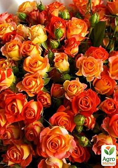Троянда дрібноквіткова (спрей) "Кінг бабблс" (саджанець класу АА+) вищий сорт1