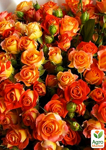 Троянда дрібноквіткова (спрей) "Кінг бабблс" (саджанець класу АА+) вищий сорт