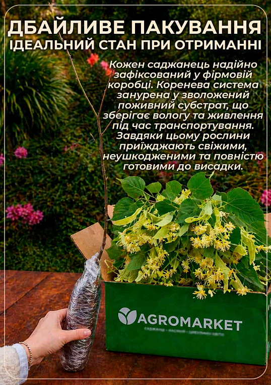 Липа мелколистная сердцевидная (медонос) высота 50-100см - фото 3