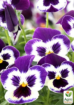 Віола (Viola Wittrokiana) "Colossus Tricolor"12