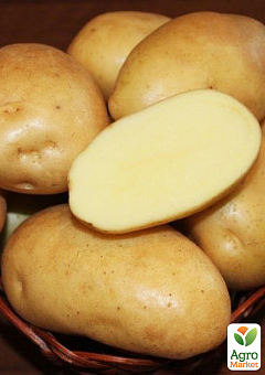 Картопля "Аріель" насіннєва рання (1 репродукція) 1кг1