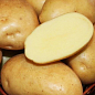 Картопля "Аріель" насіннєва рання (1 репродукція) 1кг